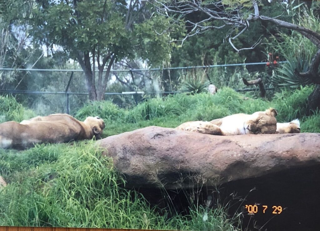 オーストラリア 動物園