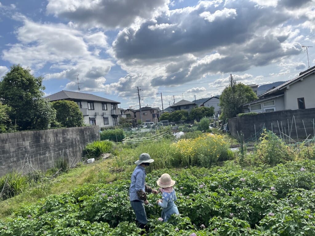 奈良市 豆とキチ 畑