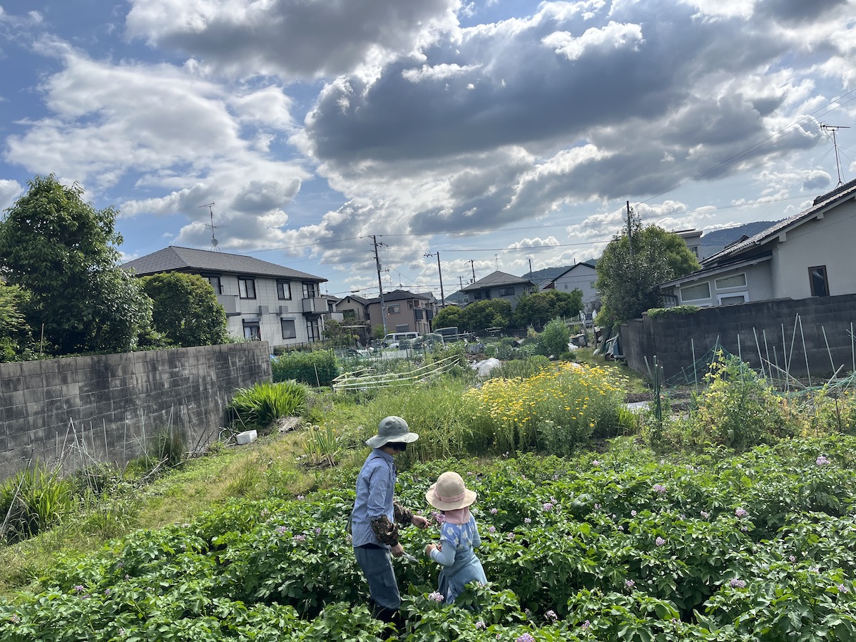 奈良市 豆とキチ 畑