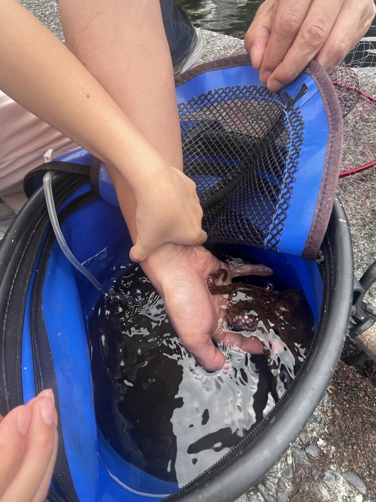 小さなタコ 静岡県 沼津市