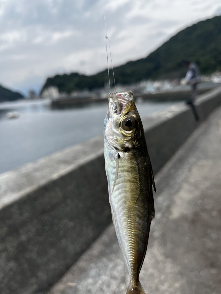 静岡県 沼津 釣ったアジ