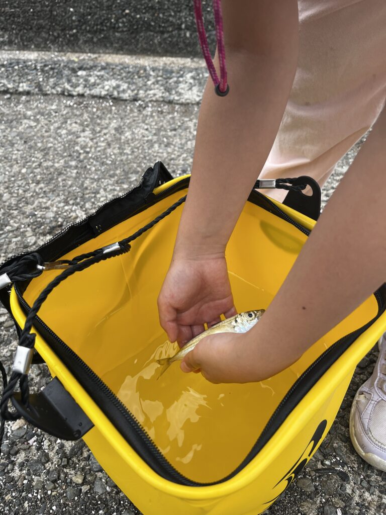 初めての釣りでゲットしたアジをバケツに入れる