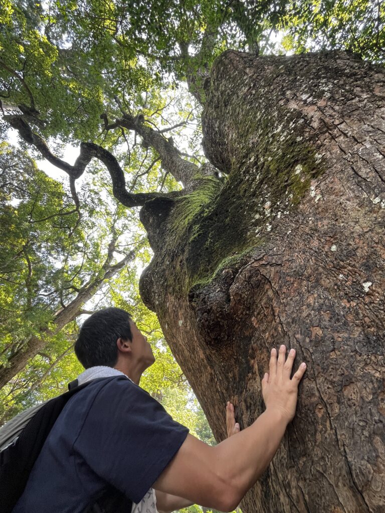 伊勢神宮本宮 巨木