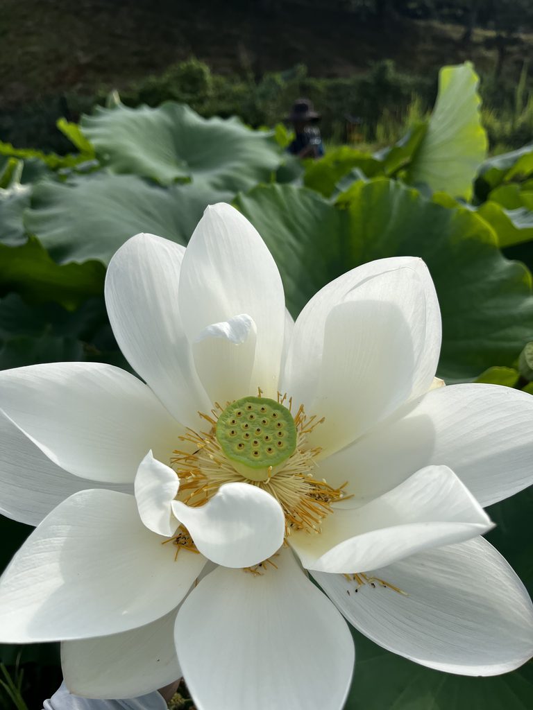 満開の蓮の花