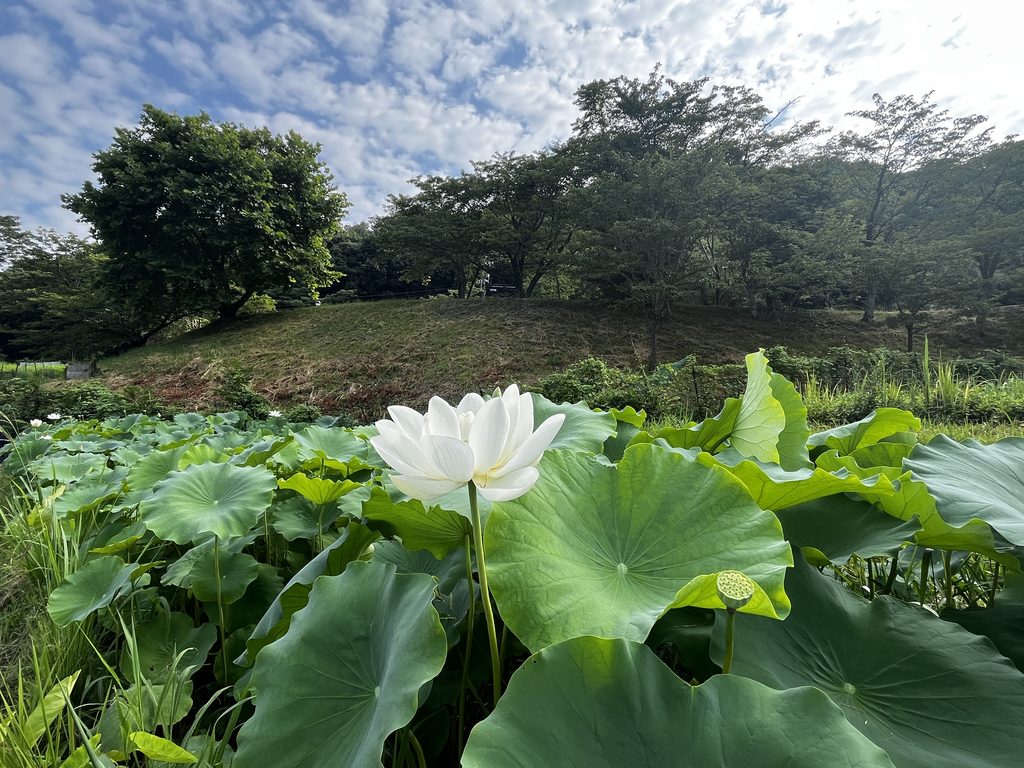 奈良の畑 蓮の花