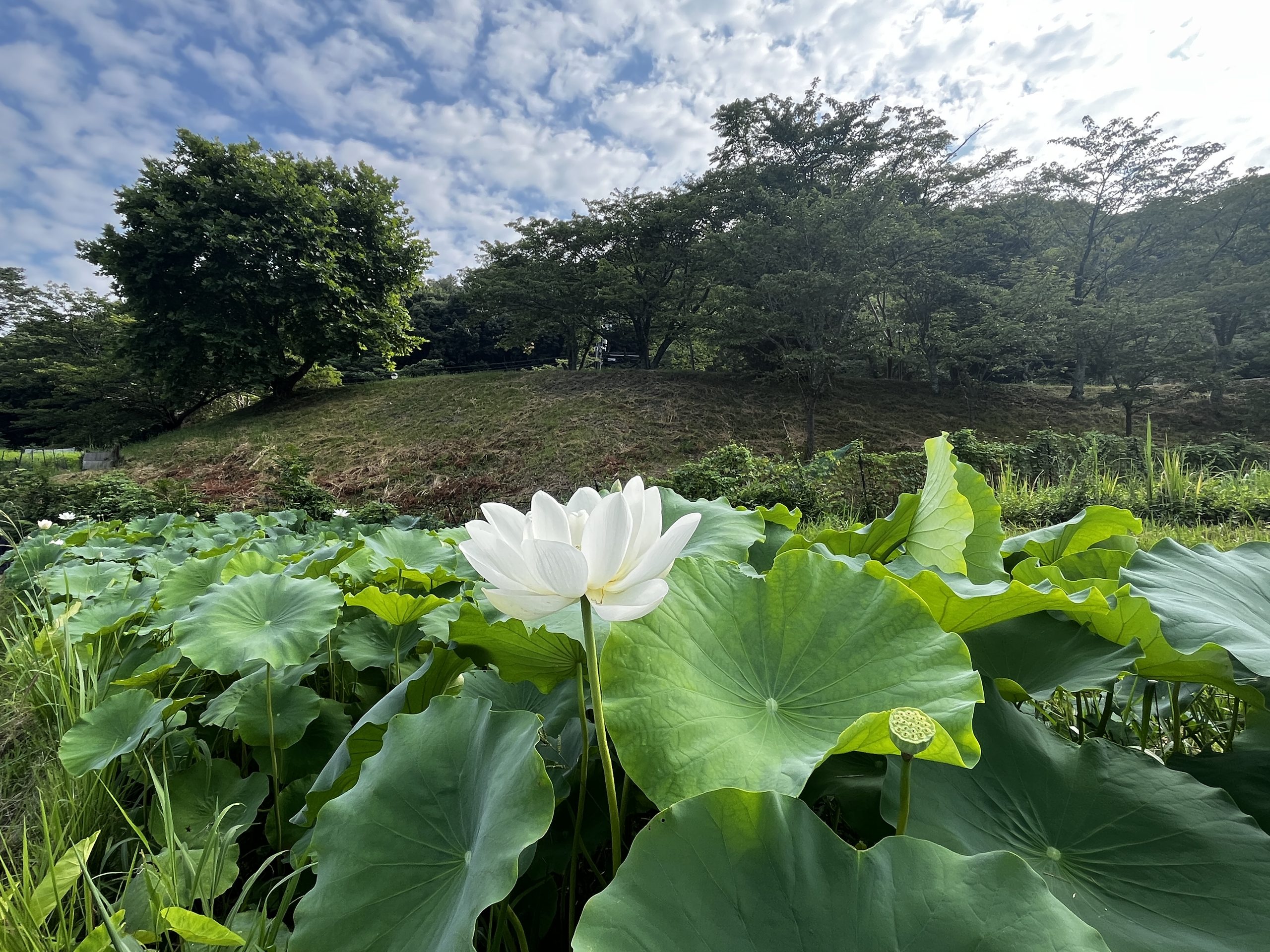 奈良の畑 蓮の花