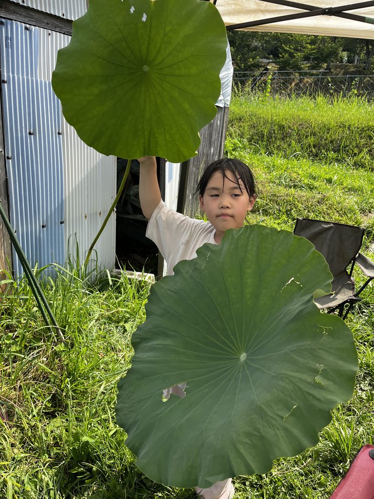 2枚の蓮の葉を持つあかり