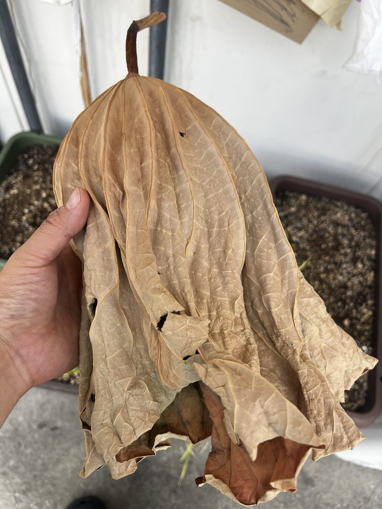 カラカラに乾燥した蓮の葉
