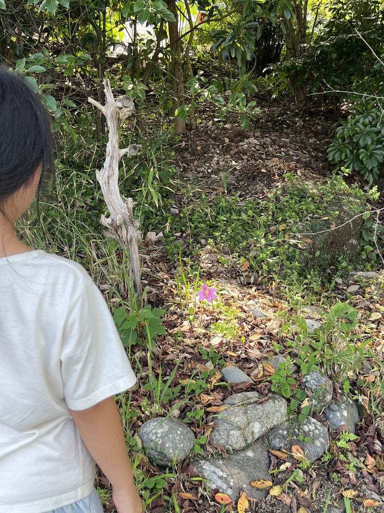 綺麗なお花を見つめるあかり